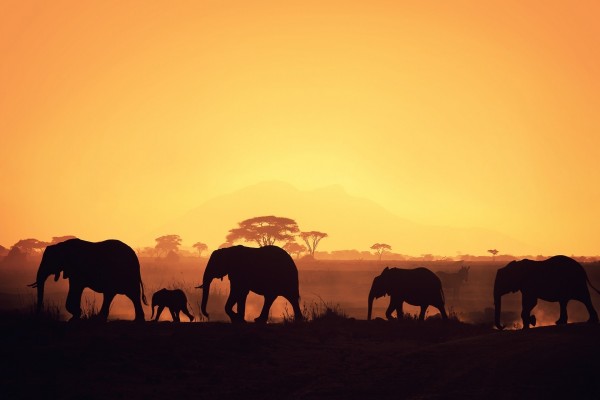 Elefantes caminando con los últimos rayos de sol
