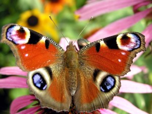 Postal: Vistosa mariposa de varios colores
