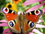 Vistosa mariposa de varios colores