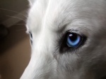 Mirada profunda de un perro con ojos azules