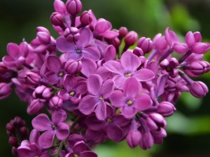 Ramo de flores lilas