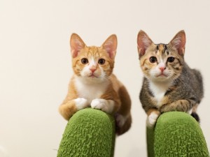 Dos gatitos mirando atentamente