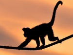 Mono caminando sobre una cuerda