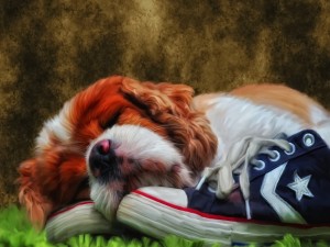 Perrito descansando sobre unas zapatillas