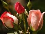 Tres pimpollos de rosas