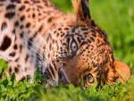 Leopardo tumbado en la hierba