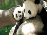 Osos panda tiernos