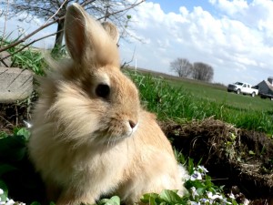 Conejo en la hierba