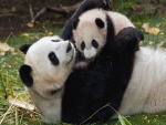 Mamá panda abrazando a su bebé