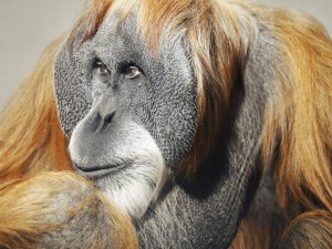 Postal: Un orangután