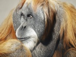 Un orangután