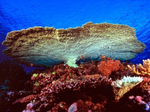 Postal: Pequeños peces entre el coral