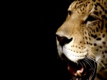 La cara del leopardo