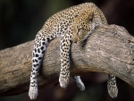 Leopardo reposando sobre el tronco