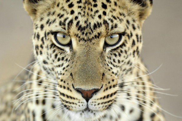 Mirada de un precioso leopardo