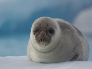 Postal: Bonita foca en el hielo