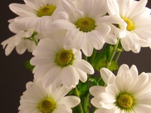 Postal: Ramo de flores con pétalos blancos