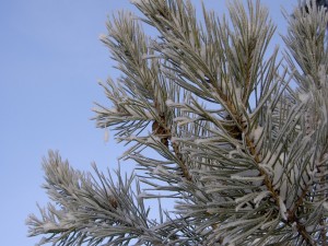 Nieve en las agujas y ramas del pino