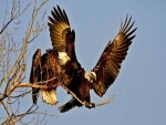 Dos águilas paradas sobre una rama