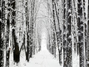 Caminando entre árboles y nieve