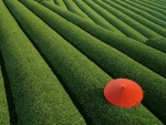 Sombrilla roja en el campo verde