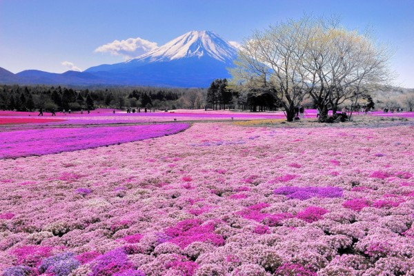 El monte Fuji y un colorido manto de flores