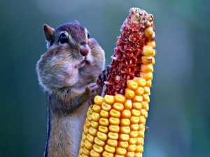 Ardilla comiendo una mazorca de maíz