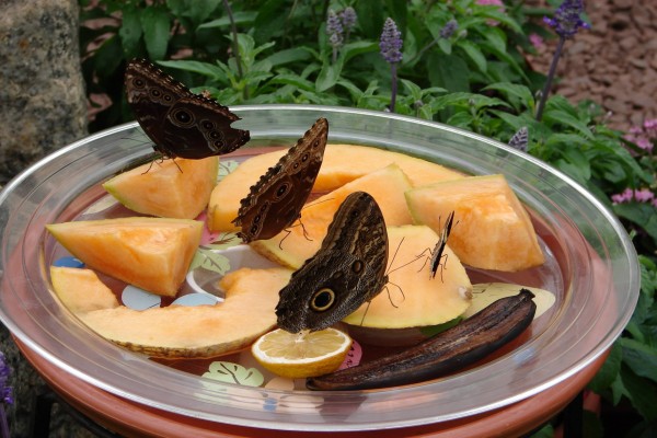 Mariposas sobre las piezas de fruta