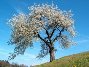 Árbol florecido en primavera