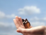 Mariposa en la palma de la mano