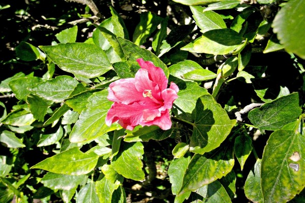 Flor de hibisco recibiendo la luz del sol