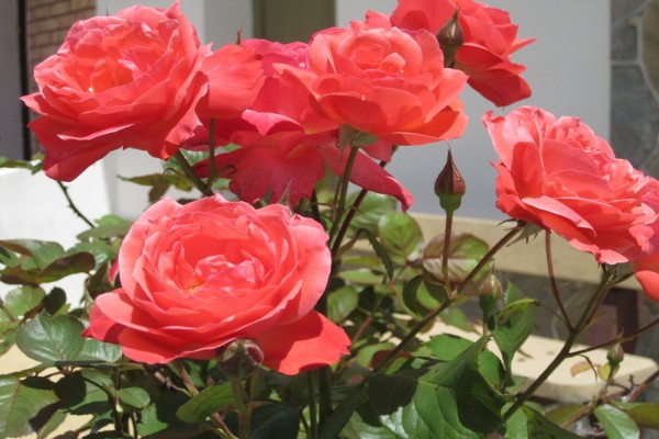 Bonitas rosas en el jardín