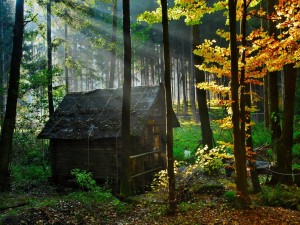 Cabaña de madera en el bosque