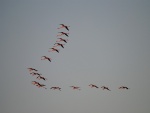 Flamencos volando por el cielo