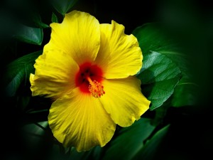 Postal: Bella flor amarilla