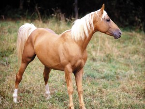 Distinguido caballo marrón