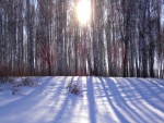 El sol entre los árboles ilumina el suelo nevado