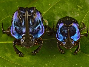 Escarabajos (Coprophanaeus lancifer)