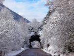 Árboles nevados a lo largo de la carretera