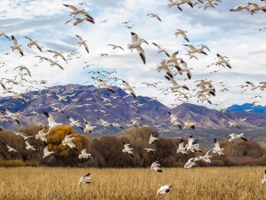 Bandada de pájaros volando por el campo
