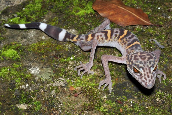 Un peculiar lagarto