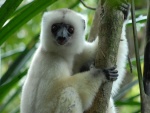 Lemur sifaca sedoso