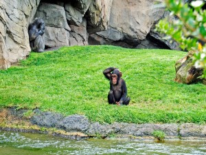 Primates en un zoológico