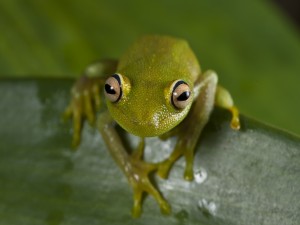Ojos saltones de la rana verde