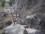 Lemures en las rocas