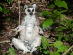 Lemur sentado con los brazos estirados