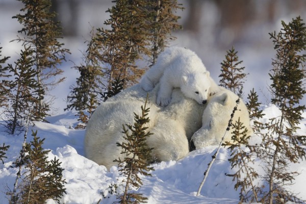 Osezno sobre la osa polar dormida