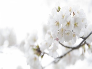 Delicadas flores blancas en la rama