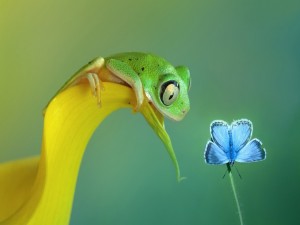 La rana y la mariposa