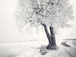 Banco y árbol en un lugar nevado